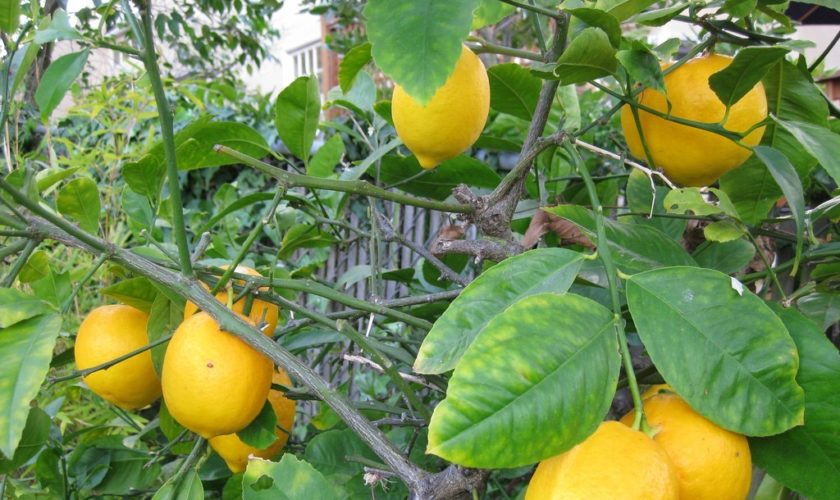 cara-menanam-jeruk-lemon