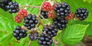 cara menanam blackberry