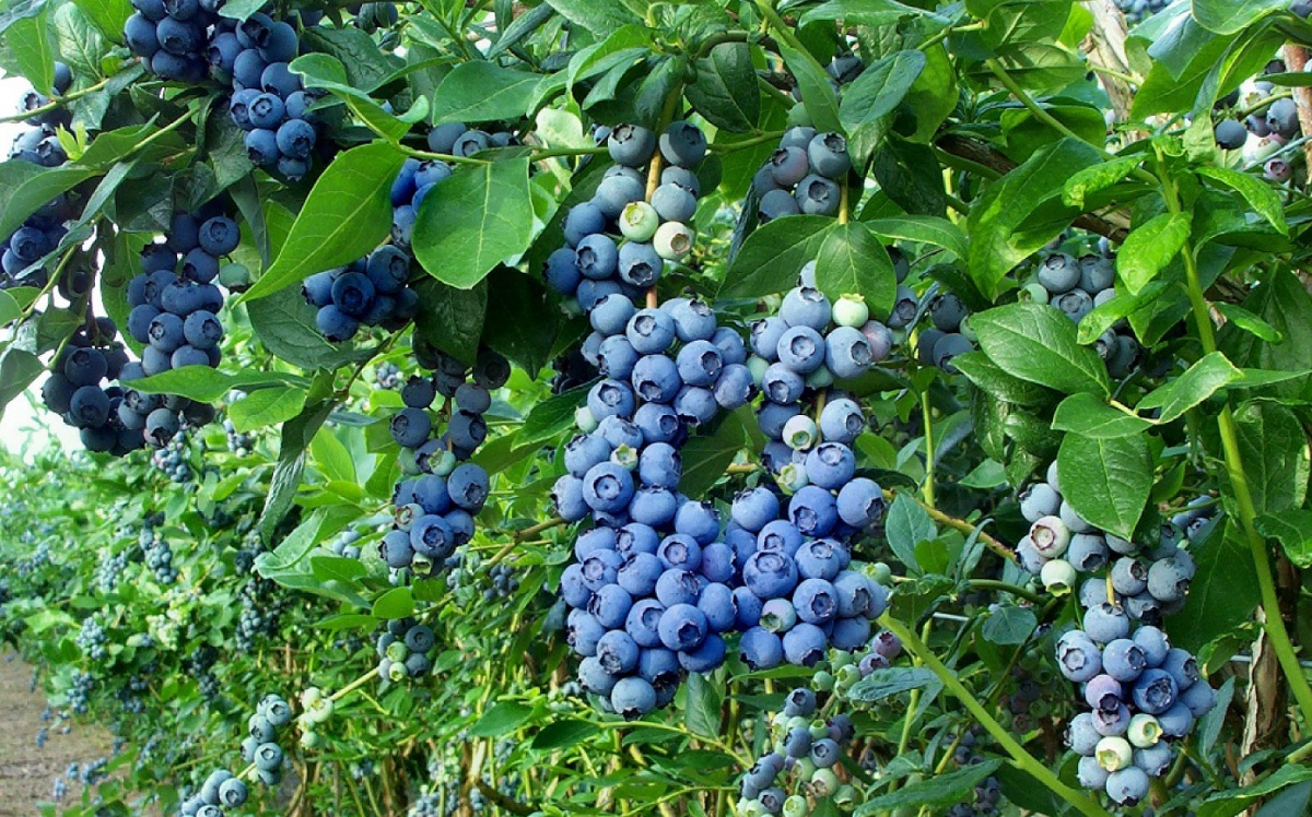 menanam_blueberry