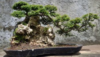 membuat_bonsai